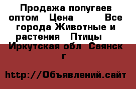 Продажа попугаев оптом › Цена ­ 500 - Все города Животные и растения » Птицы   . Иркутская обл.,Саянск г.